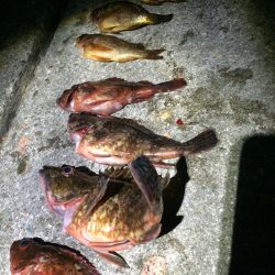 初釣り　根魚ハント！